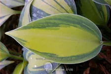 Hosta 'Grand Marquee'®