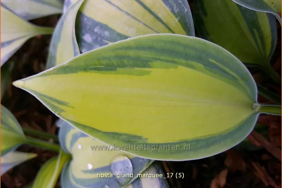 Hosta 'Grand Marquee'®