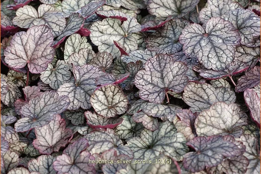 Heuchera micrantha 'Silver Scrolls'