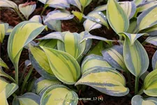 Hosta 'Grand Marquee'®