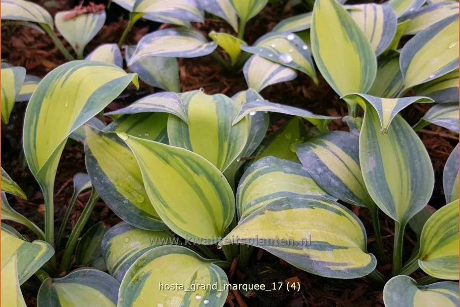Hosta 'Grand Marquee'®