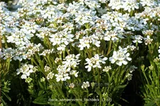 Iberis sempervirens 'Fischbeck'