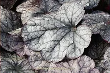 Heuchera micrantha 'Silver Scrolls'