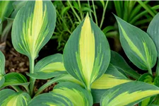 Hosta 'Grand Marquee'®