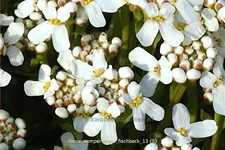 Iberis sempervirens 'Fischbeck'