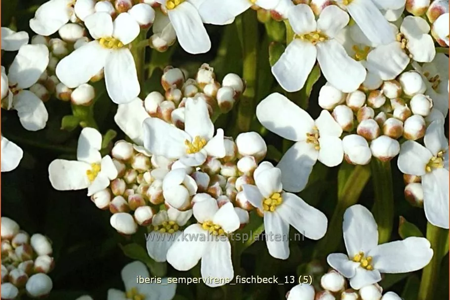 Iberis sempervirens 'Fischbeck'