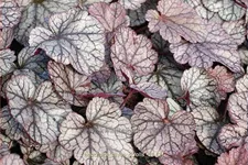 Heuchera micrantha 'Silver Scrolls'
