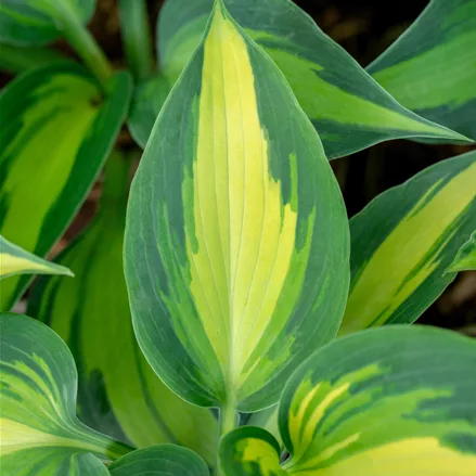 Hosta 'Grand Marquee'®