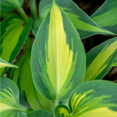 Hosta 'Grand Marquee'®