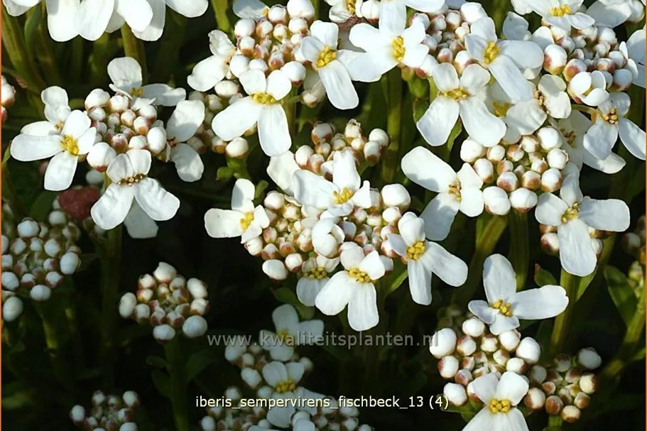 Iberis sempervirens 'Fischbeck'