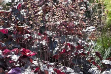 Heuchera micrantha 'Silver Scrolls'