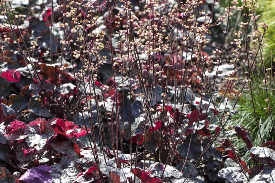 Heuchera micrantha 'Silver Scrolls'