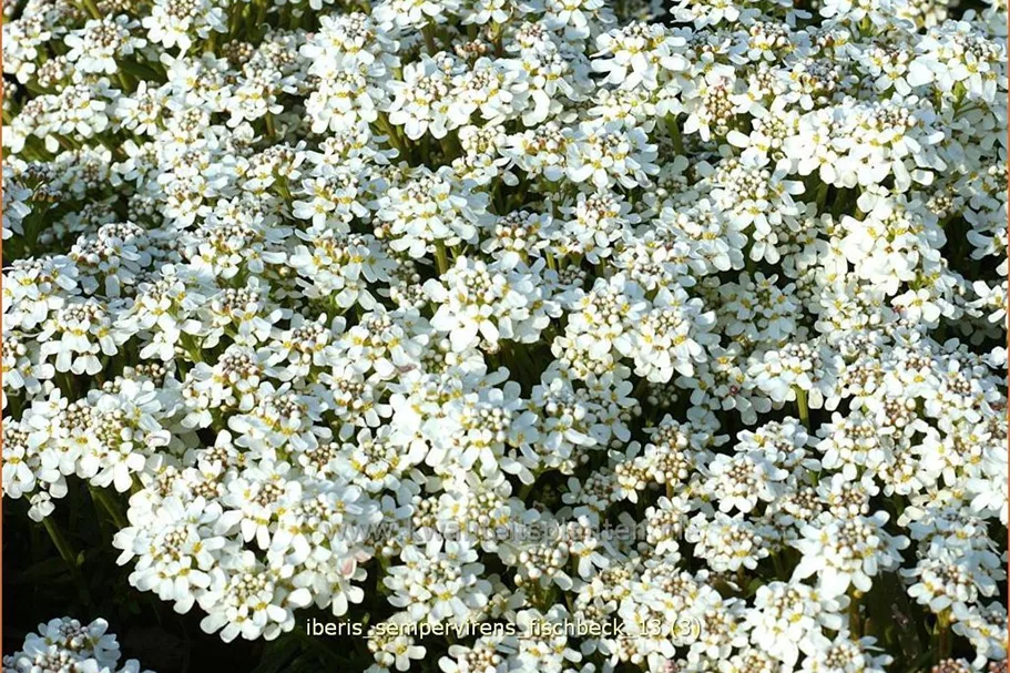 Iberis sempervirens 'Fischbeck'