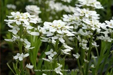 Iberis sempervirens 'Fischbeck'