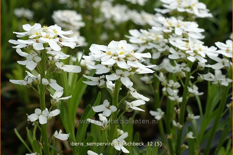 Iberis sempervirens 'Fischbeck'