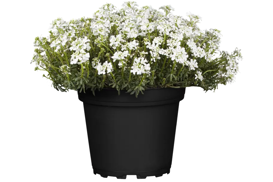 Iberis sempervirens 'Fischbeck'