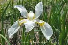 Iris sibirica 'Snow Queen'