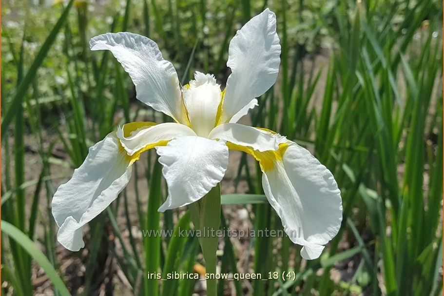 Iris sibirica 'Snow Queen'