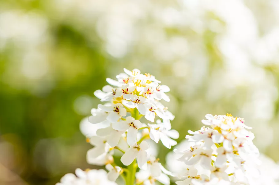 Iberis sempervirens 'Fischbeck'