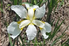 Iris sibirica 'Snow Queen'