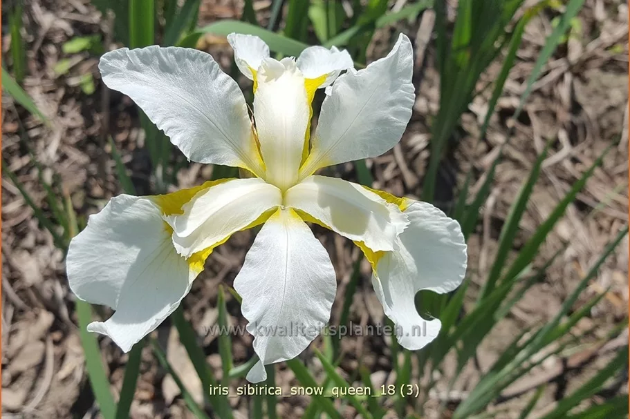 Iris sibirica 'Snow Queen'
