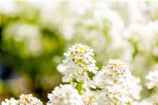 Iberis sempervirens 'Fischbeck'