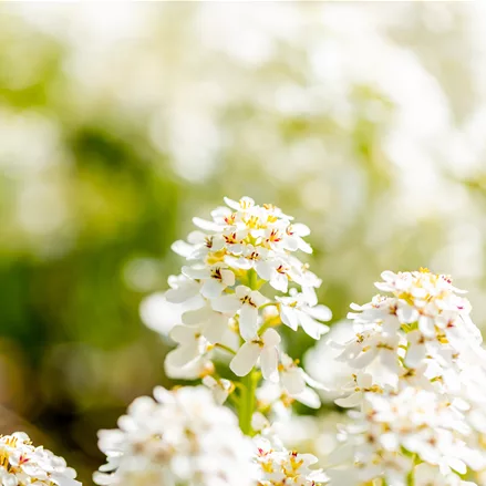 Iberis sempervirens 'Fischbeck'