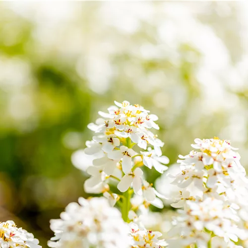 Iberis sempervirens 'Fischbeck'