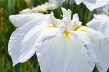 Iris sibirica 'Snow Queen'
