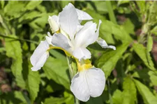 Iris sibirica 'Snow Queen'