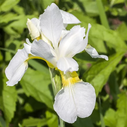 Iris sibirica 'Snow Queen'