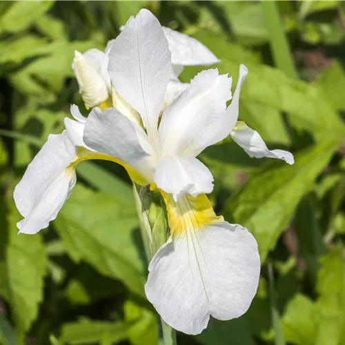 Iris sibirica 'Snow Queen'