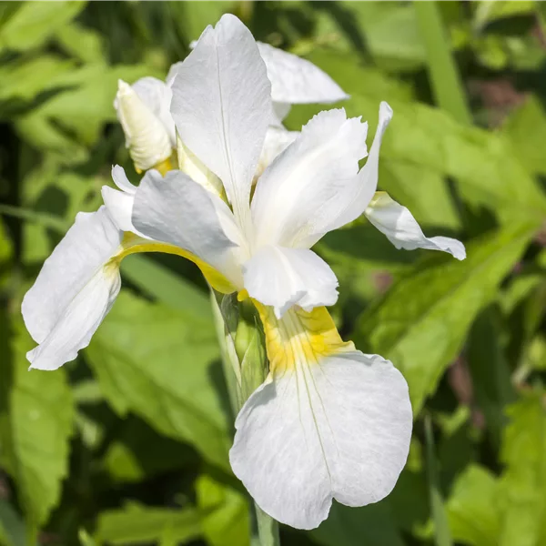 Iris sibirica 'Snow Queen'