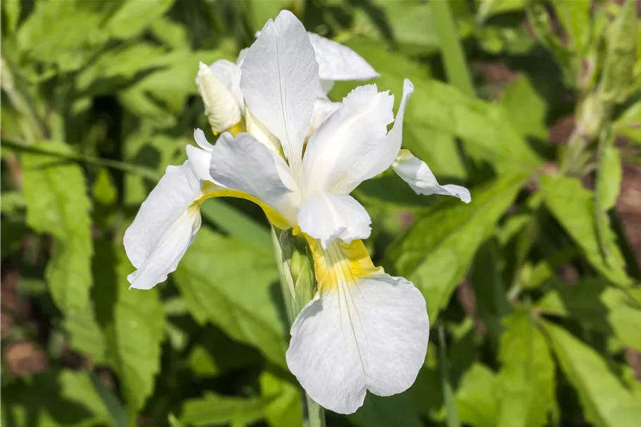 Iris sibirica 'Snow Queen'