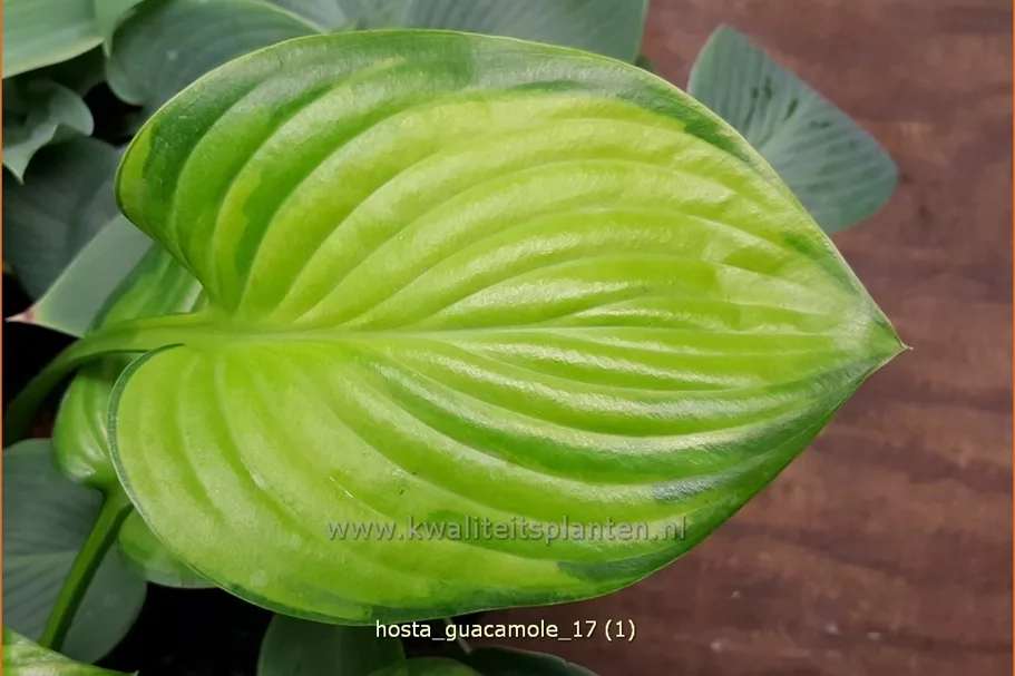 Hosta plantaginea 'Guacamole'