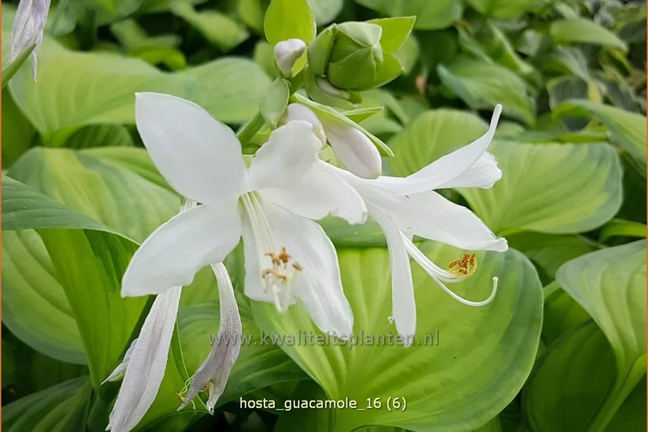 Hosta plantaginea 'Guacamole'