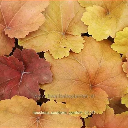 Heuchera 'Southern Comfort'