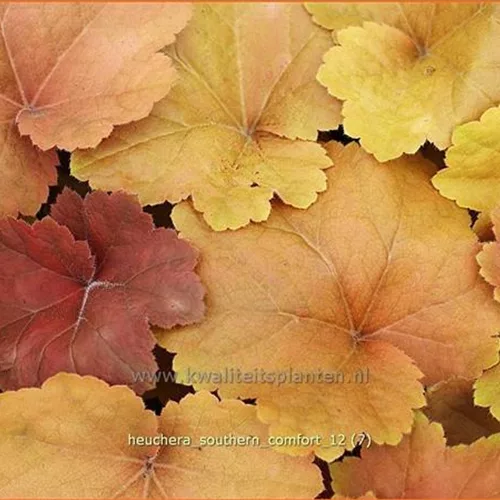 Heuchera 'Southern Comfort'