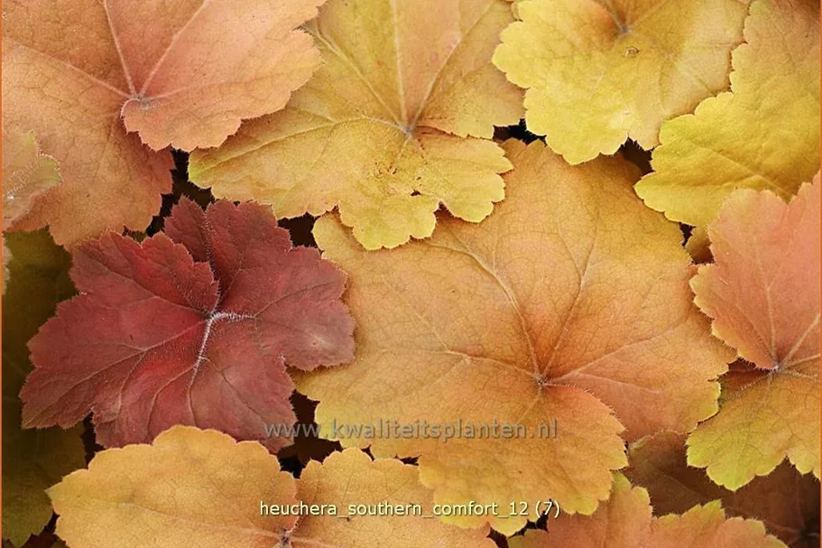 Heuchera 'Southern Comfort'