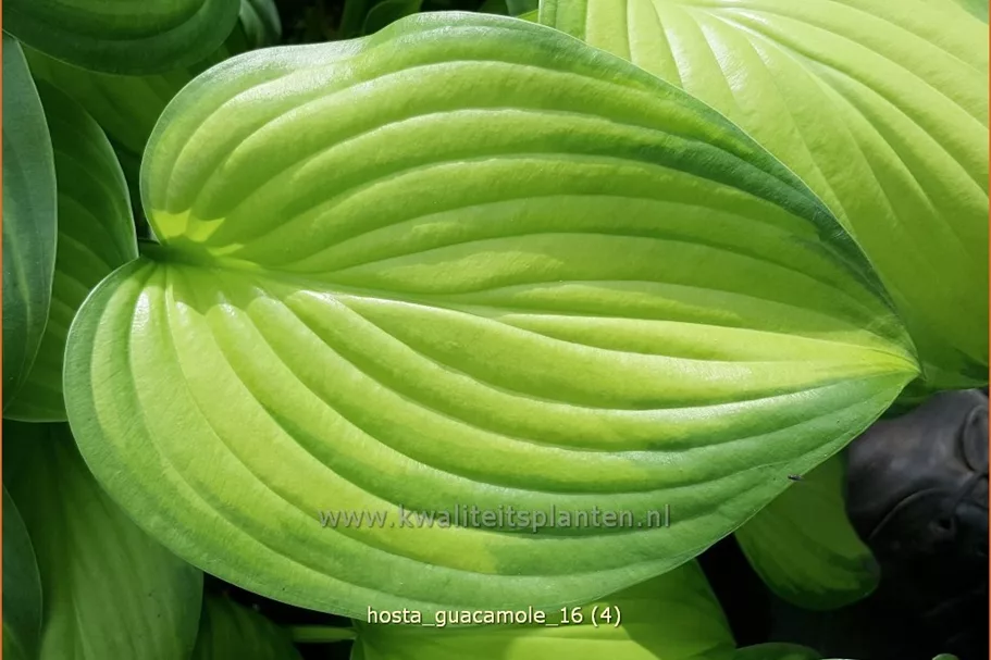 Hosta plantaginea 'Guacamole'