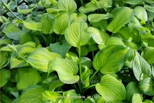 Hosta plantaginea 'Guacamole'