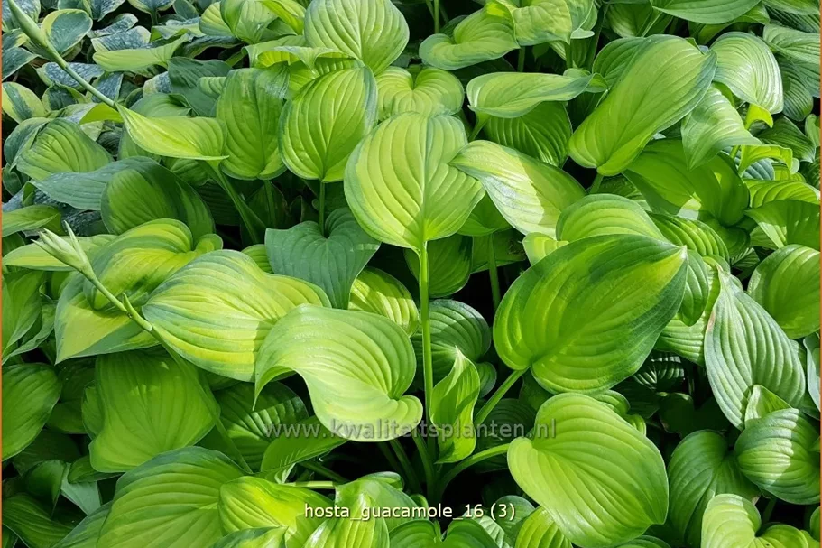 Hosta plantaginea 'Guacamole'