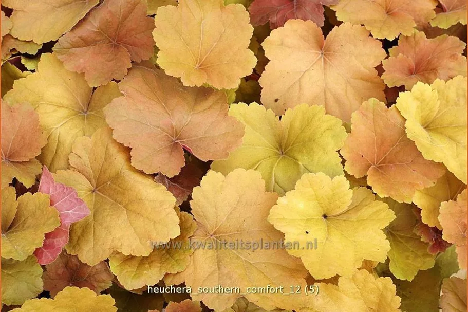 Heuchera 'Southern Comfort'
