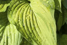 Hosta plantaginea 'Guacamole'