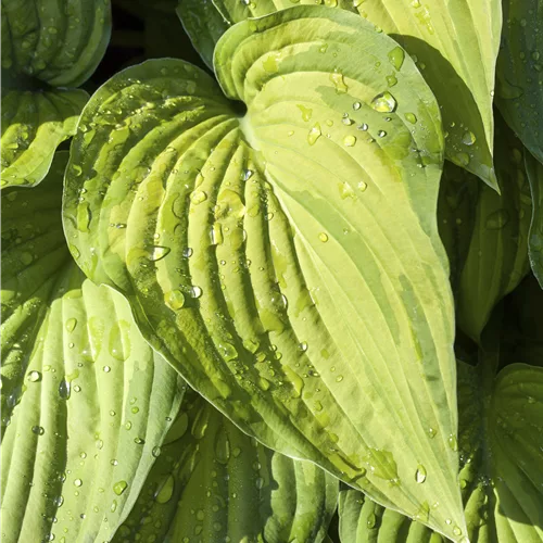 Hosta plantaginea 'Guacamole'