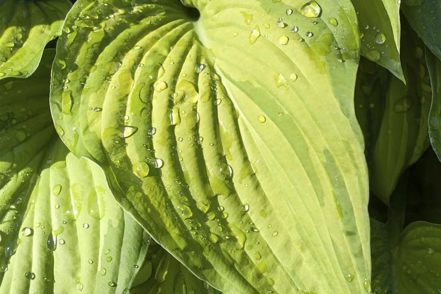 Hosta plantaginea 'Guacamole'