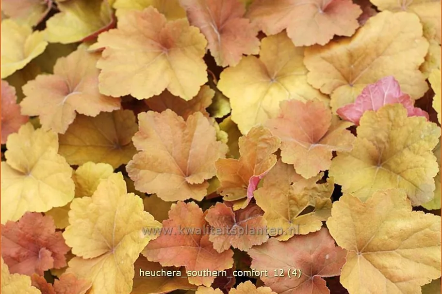 Heuchera 'Southern Comfort'