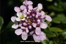 Iberis sempervirens 'Pink Ice'®