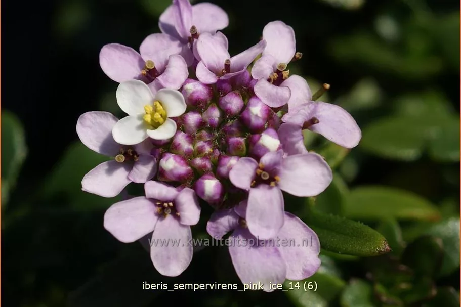 Iberis sempervirens 'Pink Ice'®