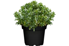 Iberis sempervirens 'Pink Ice'®